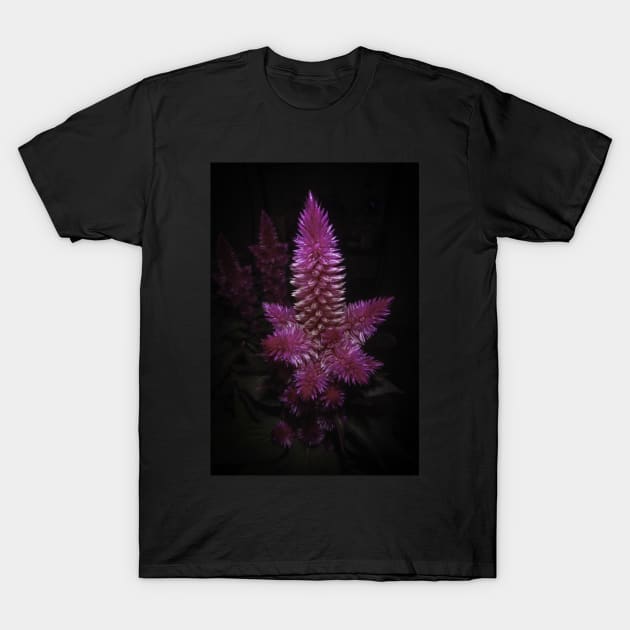 Celosia Intenz T-Shirt by DesigningJudy